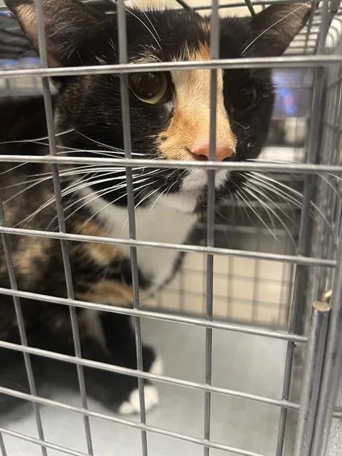 An adult small-sized female Domestic Short Hair cat named Mia for adoption in Las Vegas, NV