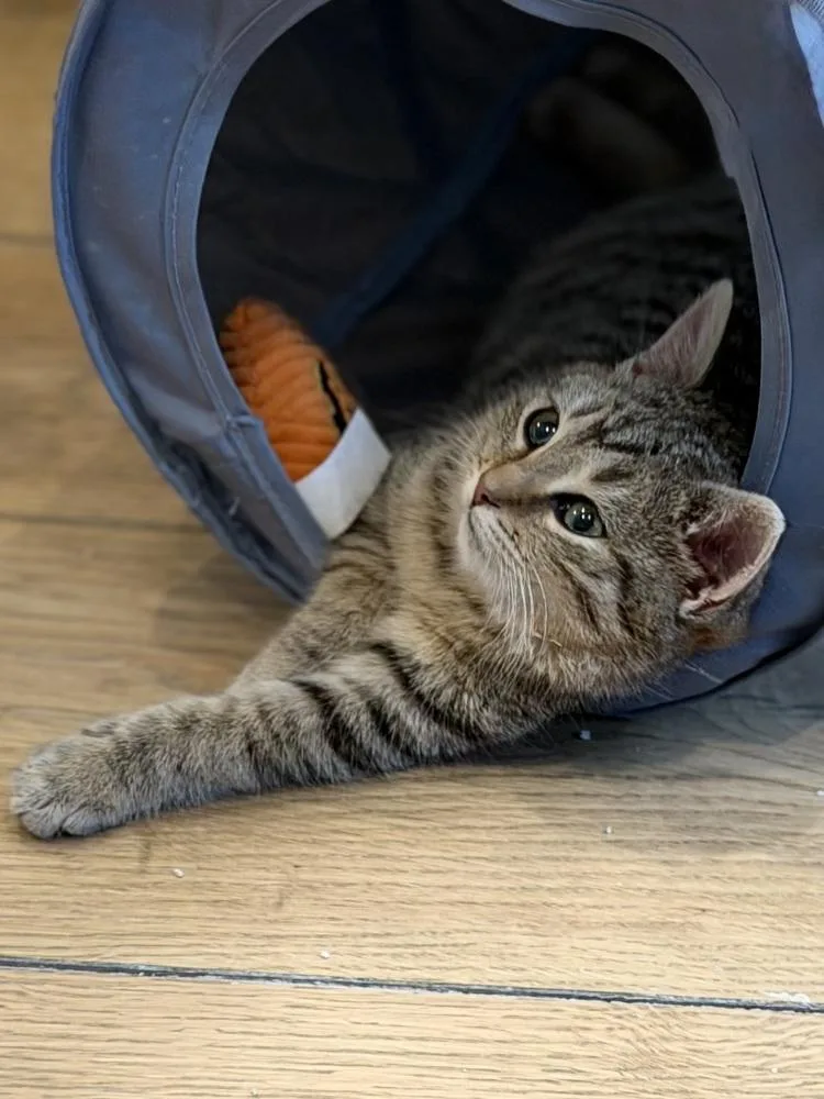 Schitt's Creek:  Alexis thumbnail 2