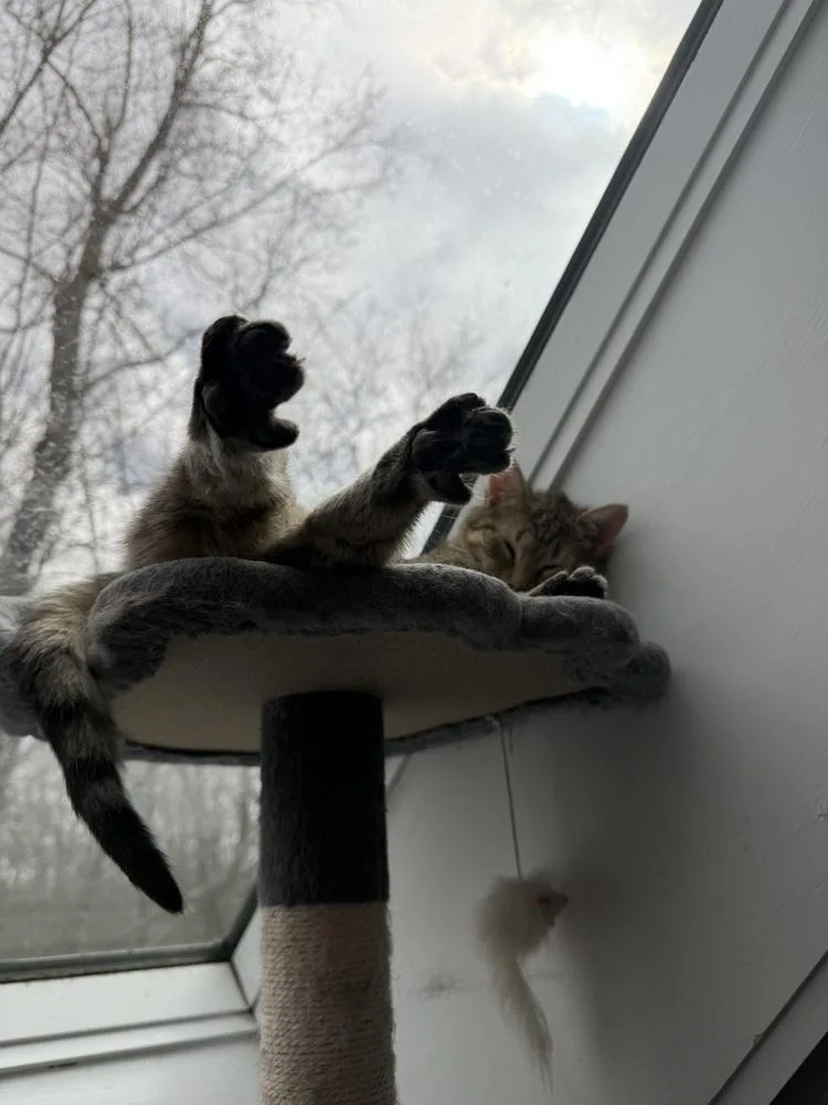 Schitt's Creek:  Alexis thumbnail 5