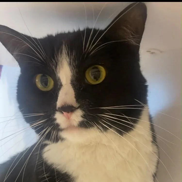 An adult extra large-sized female Black Domestic Short Hair cat named Harriet for adoption in Temecula, CA