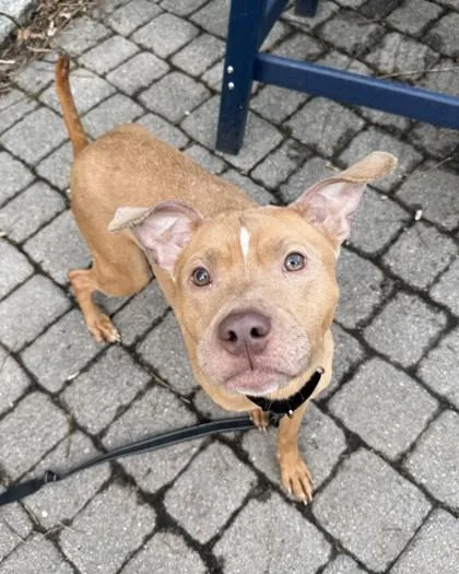 An adult medium-sized female Mixed Breed dog named Alexandria for adoption in Washington, DC