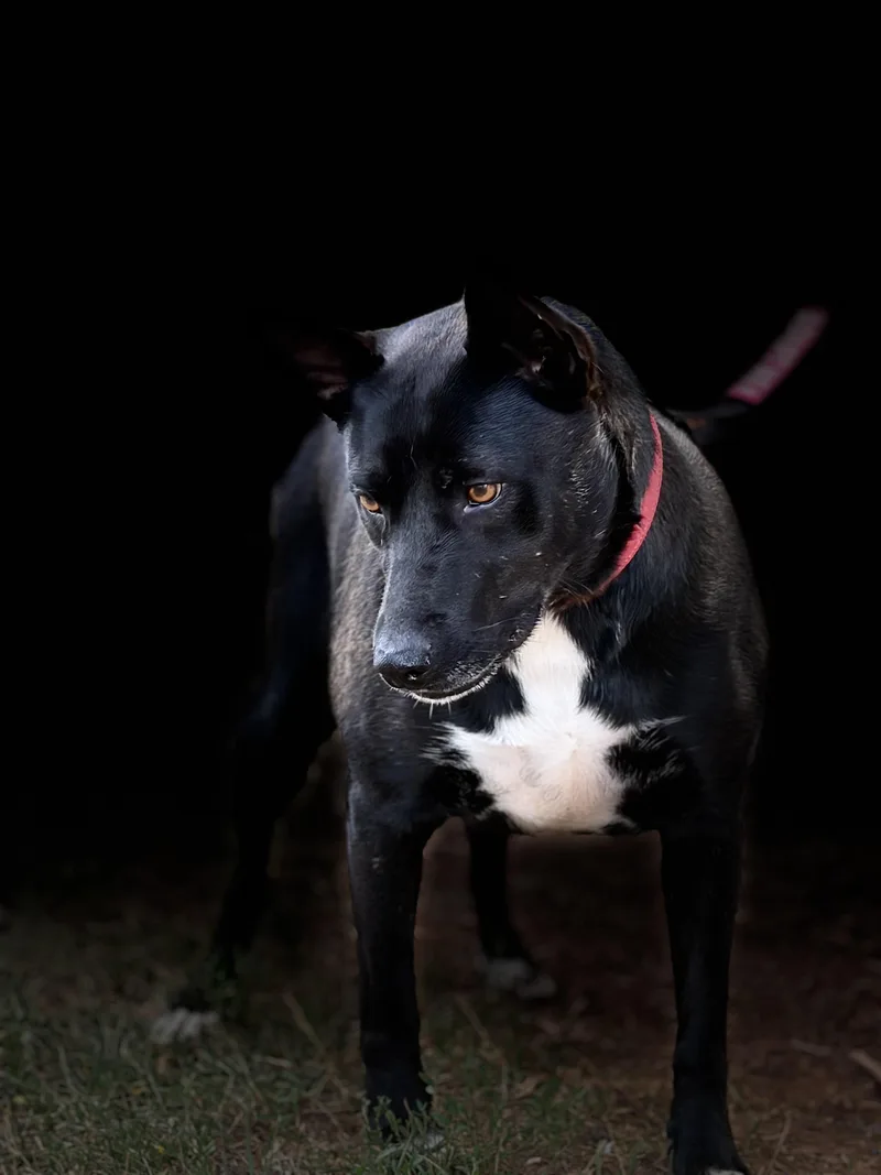 An adult large-sized female Black American Staffordshire Terrier dog named Zany for adoption in Thibodaux, LA