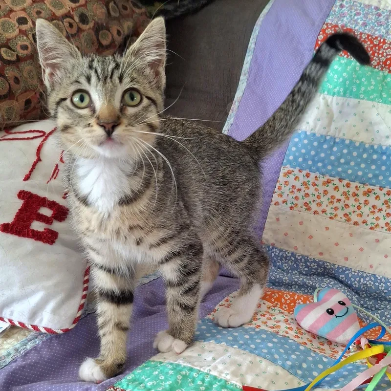 A baby small-sized female Brown / Chocolate Domestic Short Hair cat named Endor for adoption in Yorba Linda, CA