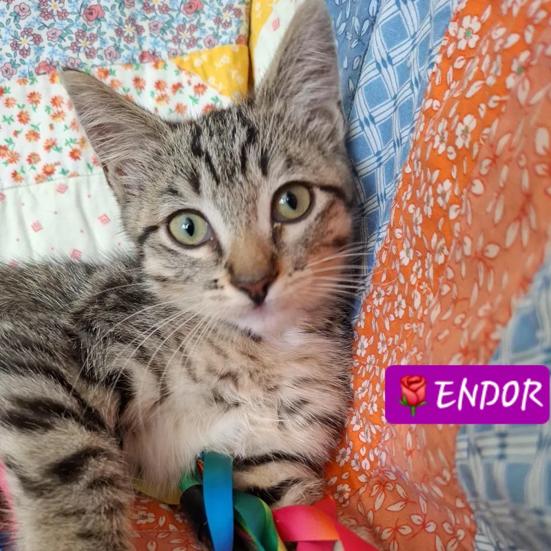 Endor thumbnail 2