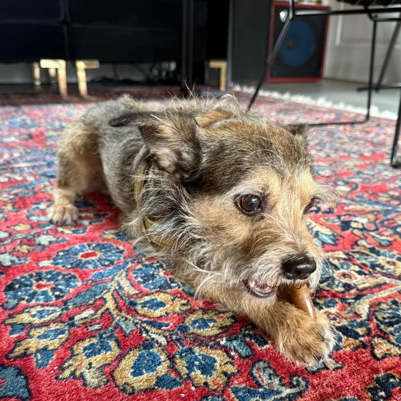 An adult small-sized male Yellow / Tan / Blond / Fawn Wirehaired Terrier dog named Osito for adoption in Incline Village, NV