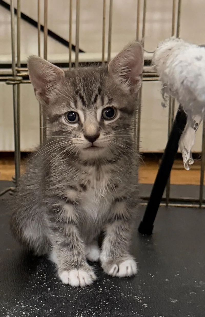 A young small-sized male Gray & White Domestic Short Hair cat named Zeppole for adoption in Smithtown, NY