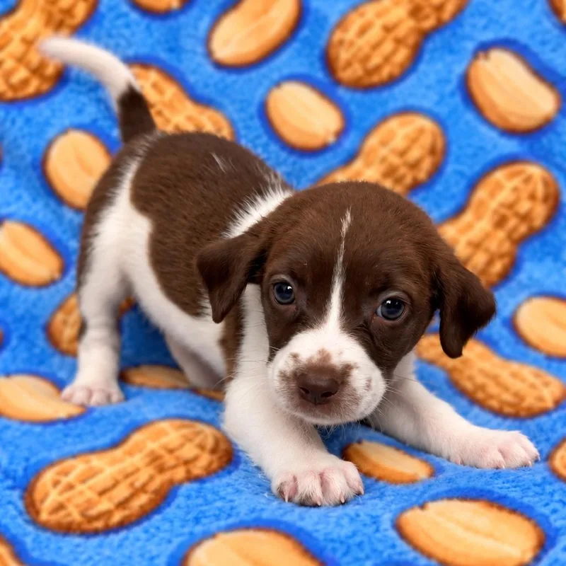 A baby medium-sized female Brown / Chocolate German Wirehaired Pointer dog named Peanut for adoption in St. Peters, MO