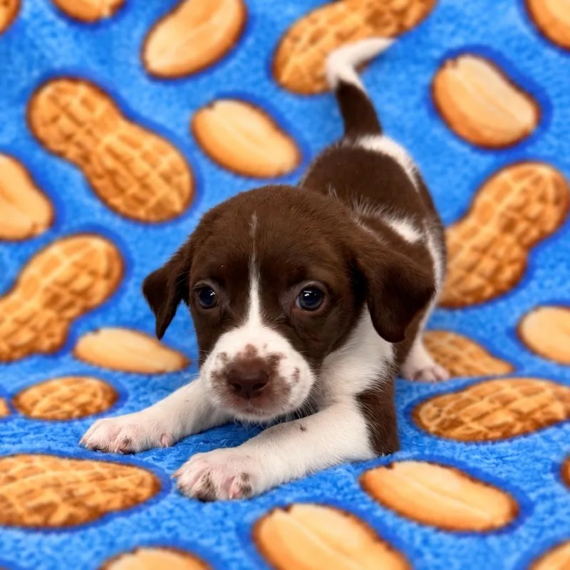 Peanut thumbnail 2