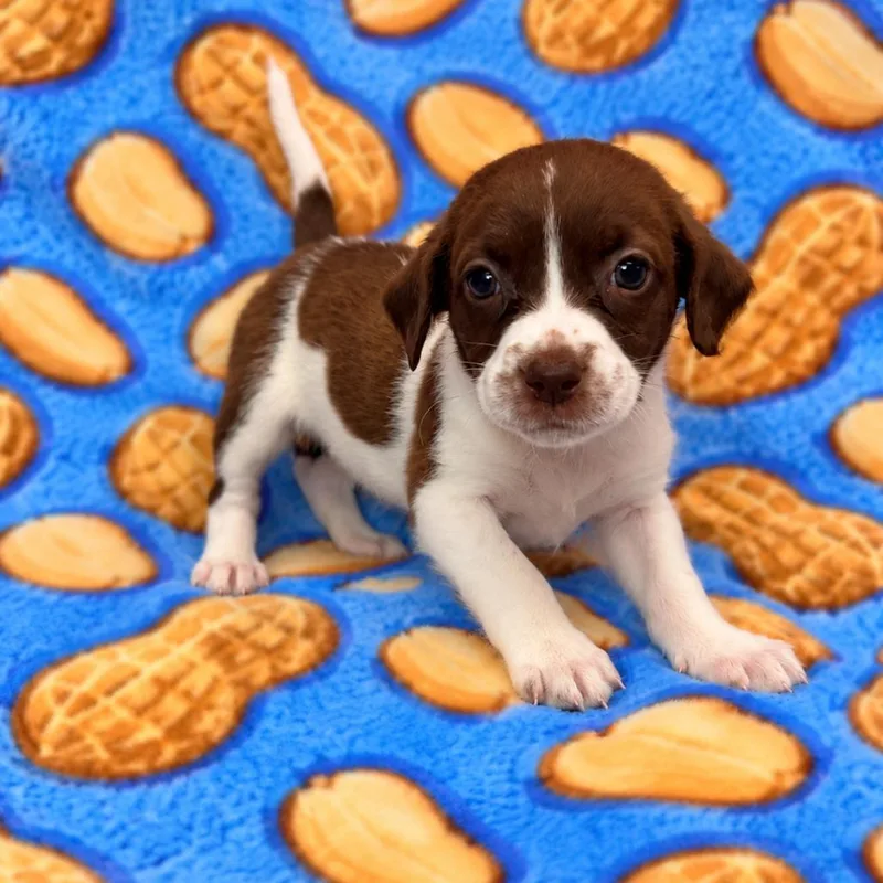Peanut thumbnail 3