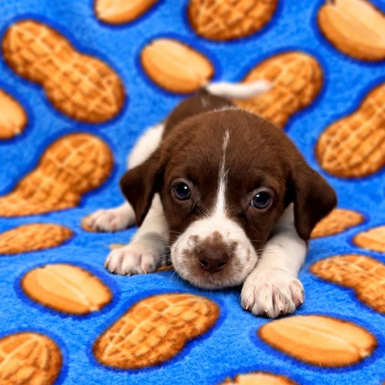 Peanut thumbnail 4