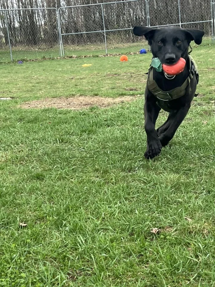 Ace