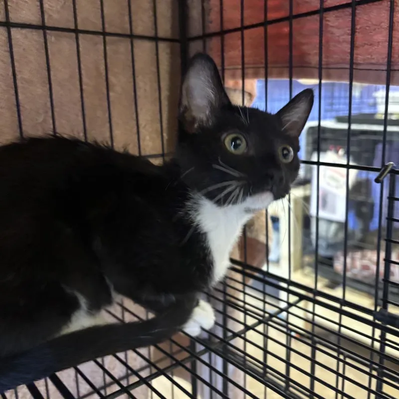 A baby small-sized male Black Domestic Short Hair cat named Spade for adoption in Webster, TX