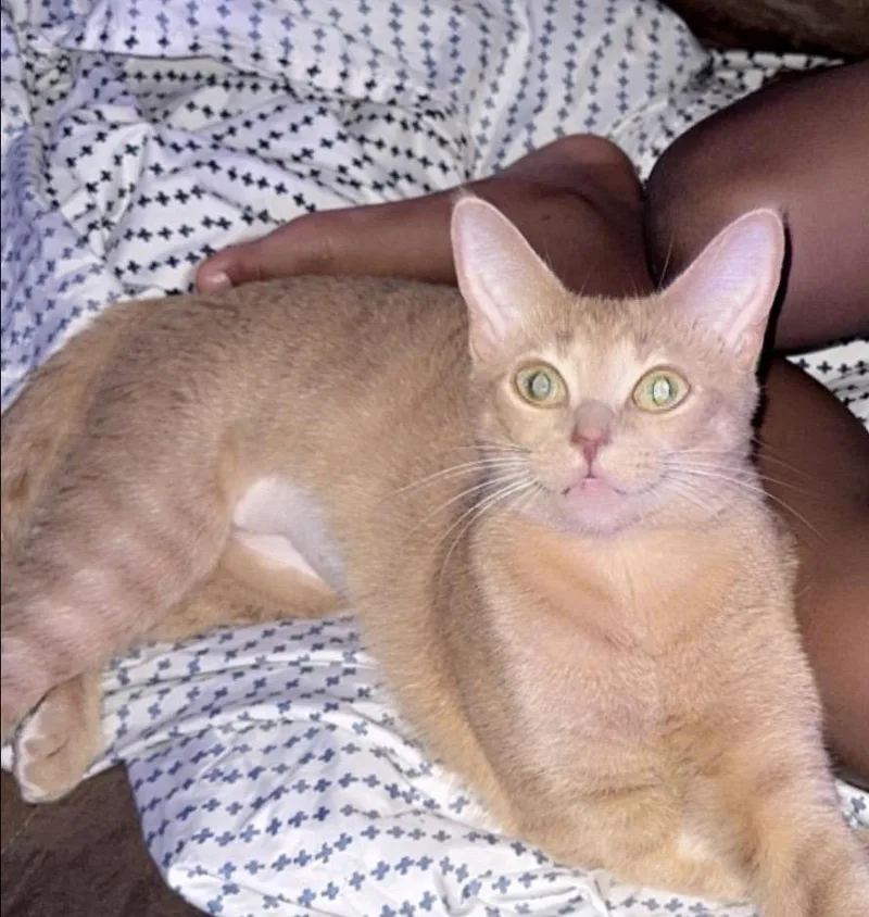 An adult medium-sized female Orange / Red Domestic Short Hair cat named Honey for adoption in Oviedo, FL