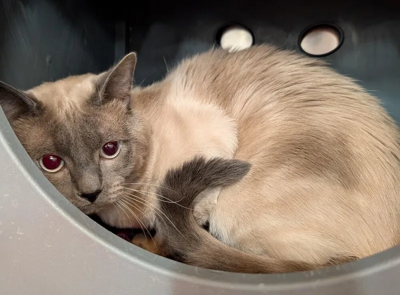 An adult large-sized male Siamese cat named Sketch for adoption in Tucson, AZ
