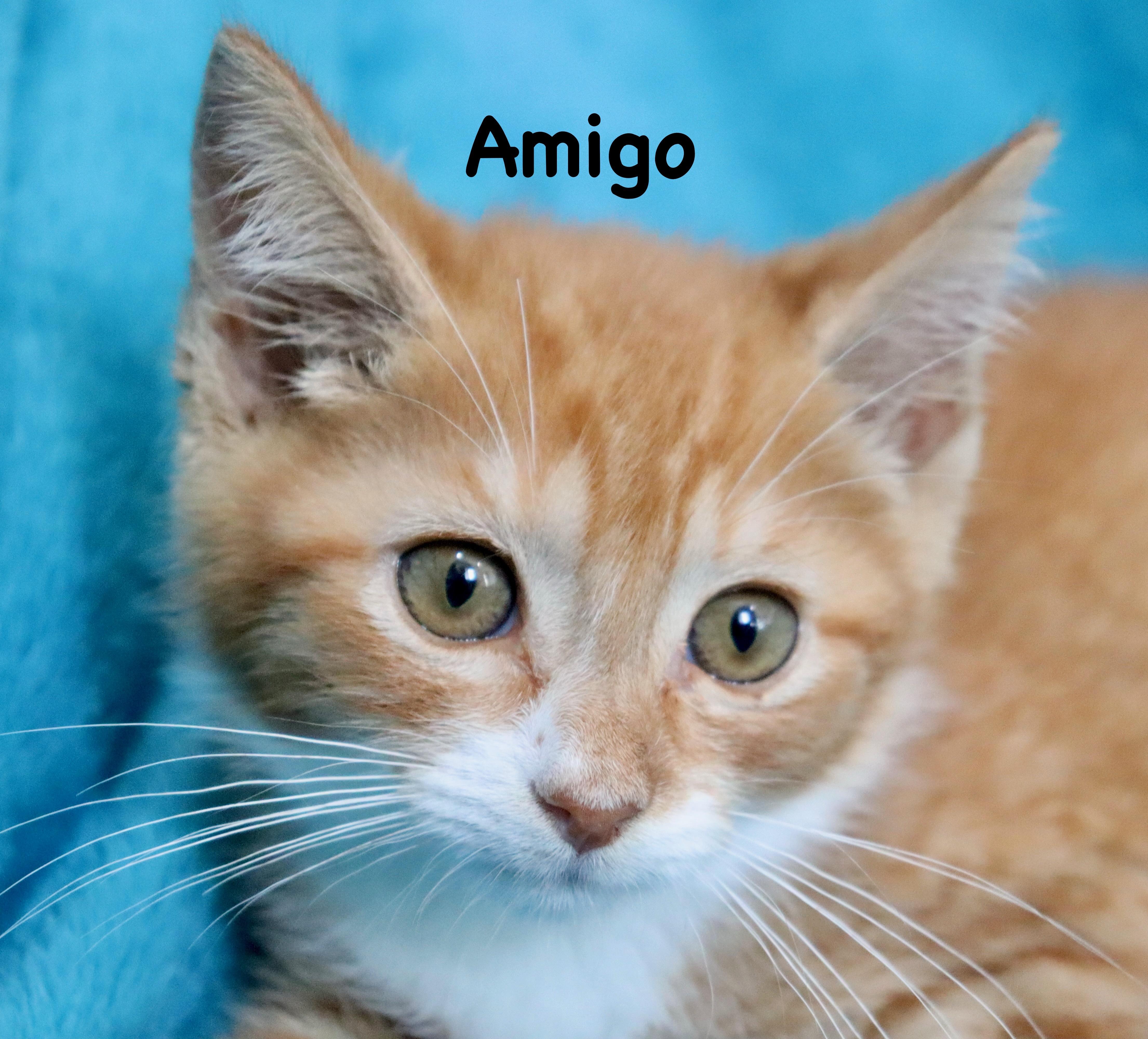 Amigo thumbnail 4