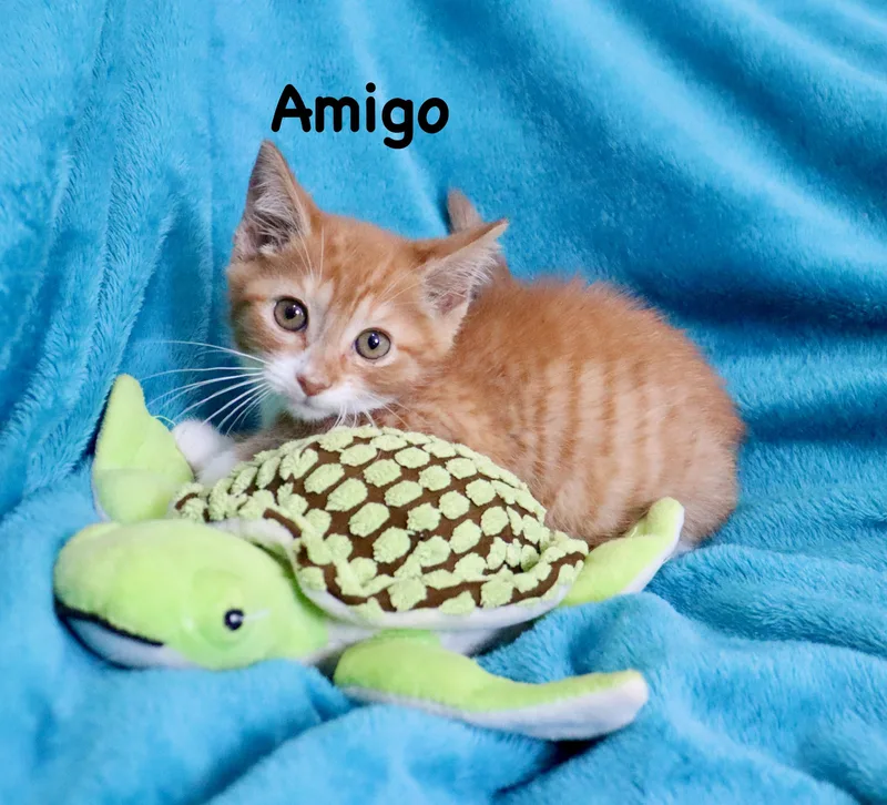 Amigo thumbnail 6