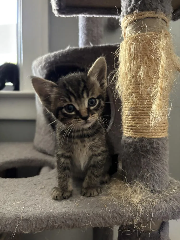 A baby small-sized male Brown / Chocolate Domestic Short Hair cat named Pumpkin for adoption in Oak Park, MI