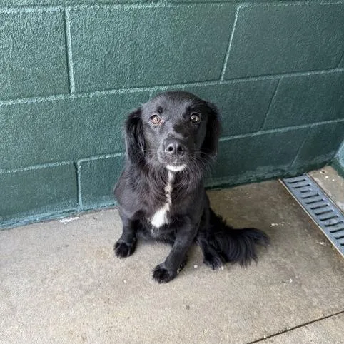 An adult medium-sized female Black Labrador Retriever dog named Ribbons for adoption in Carencro, LA