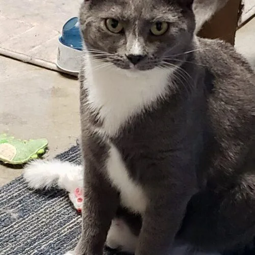 Maggie  Molly  thumbnail 2