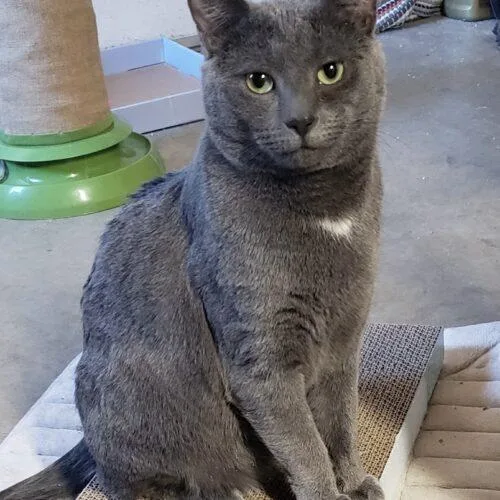 Maggie  Molly  thumbnail 3