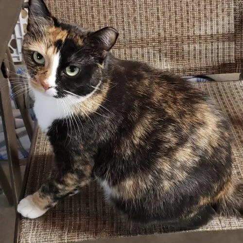 Maggie  Molly  thumbnail 4