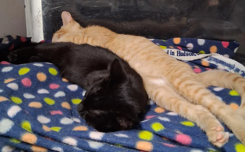 A baby small-sized male Black Tabby cat named Sammie and Sad eyes for adoption in Bear, DE
