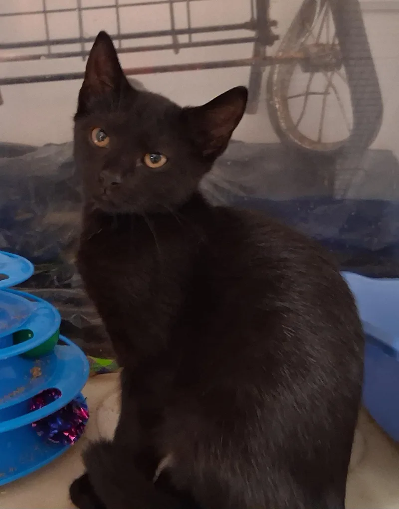 Sammie and Sad eyes thumbnail 2