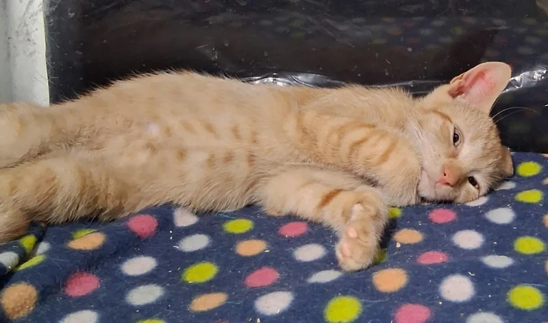 Sammie and Sad eyes thumbnail 3