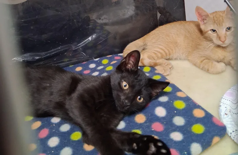 Sammie and Sad eyes thumbnail 4
