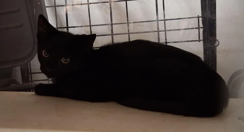 Sammie and Sad eyes thumbnail 5
