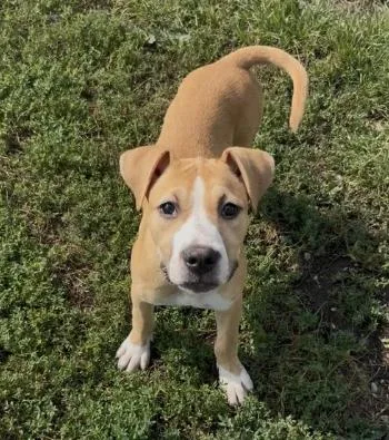 A young medium-sized female Pit Bull Terrier dog named Heidi for adoption in Chillicothe, MO