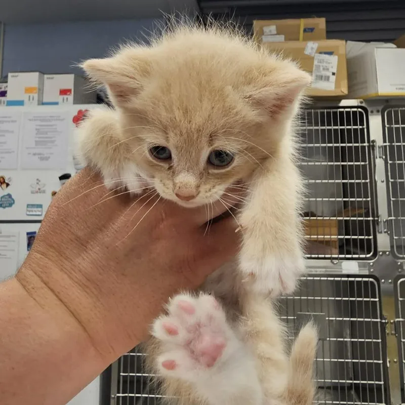 A baby small-sized male Buff / Tan / Fawn Domestic Short Hair cat named Donnie for adoption in Martinsville, VA
