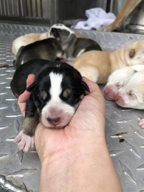 A baby large-sized female Mixed Breed dog named Patricia for adoption in Dallas, TX