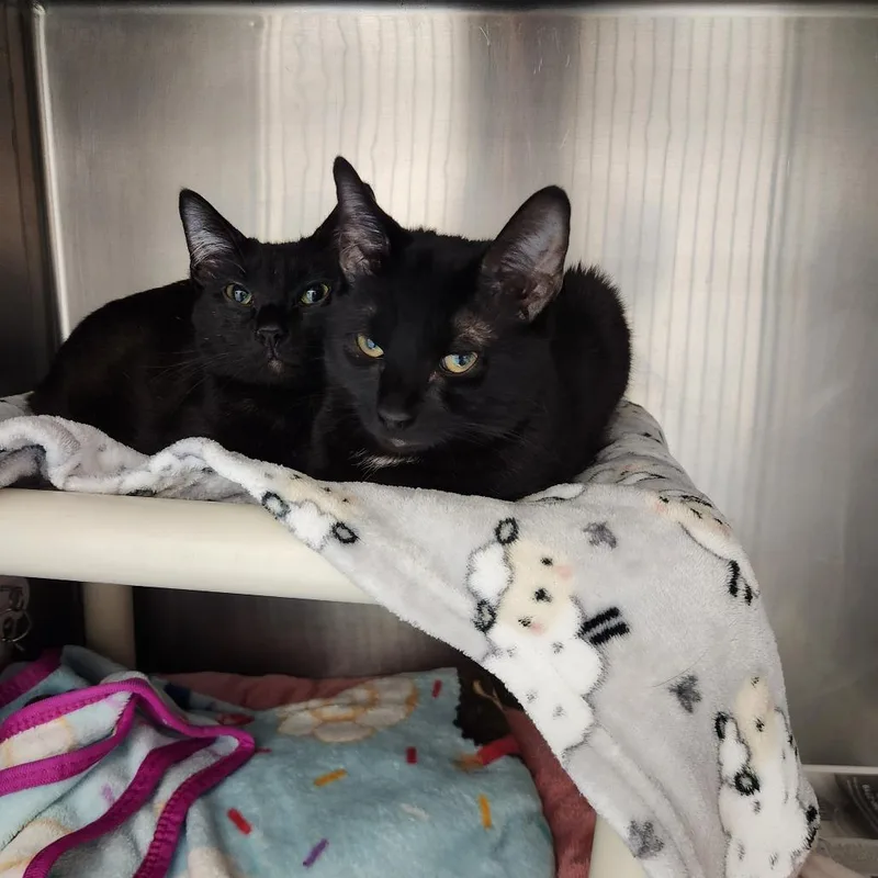 A young medium-sized male Black Domestic Short Hair cat named Tom for adoption in Brockton, MA