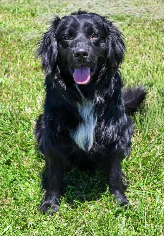 An adult medium-sized male Flat-Coated Retriever dog named Maxwell for adoption in Aurora, IL