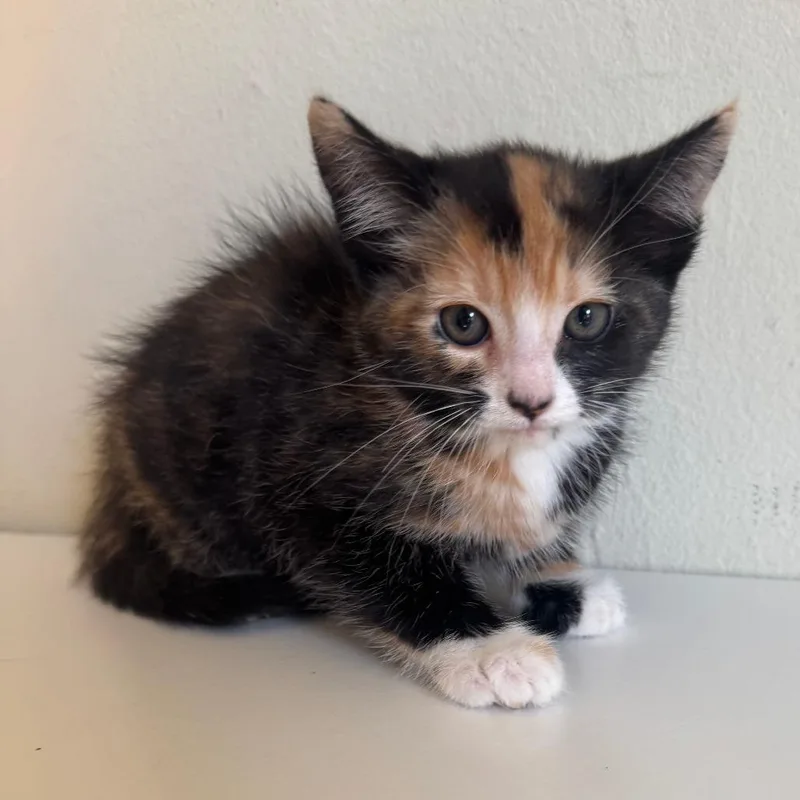 A baby small-sized female Calico Domestic Short Hair cat named Eliza for adoption in Sunnyvale, CA