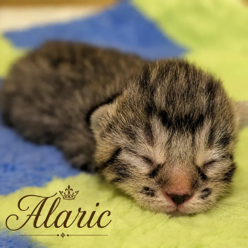 Alaric thumbnail 6