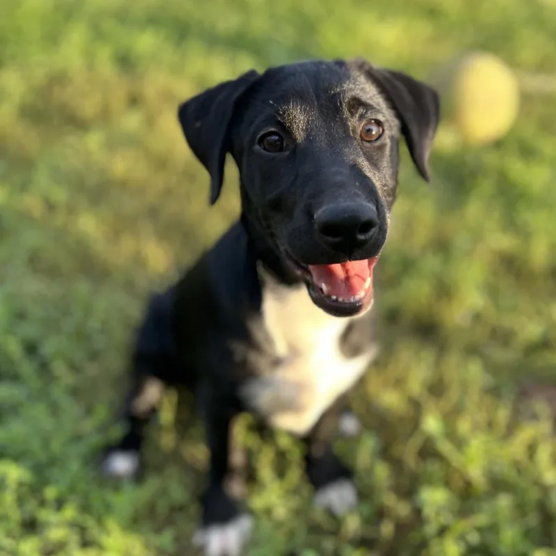 A baby medium-sized female Black Mixed Breed dog named Peso for adoption in Brownsboro, AL