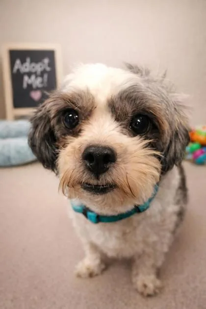 An adult small-sized female Gray / Blue / Silver Shih Tzu dog named Trinket for adoption in Tinley Park, IL