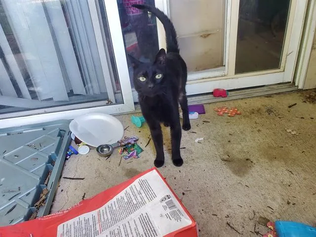 An adult small-sized female Domestic Short Hair cat named Bennie for adoption in Garland, TX