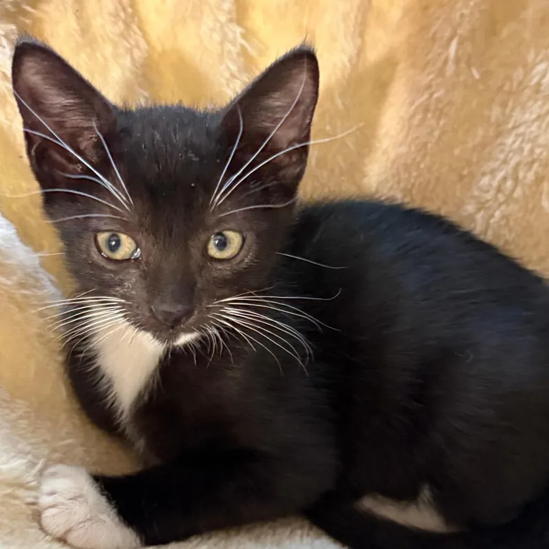 A baby small-sized female Domestic Short Hair cat named Bobbi for adoption in League City, TX