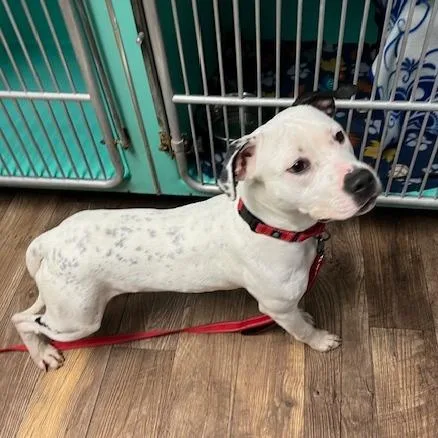 A young medium-sized male White / Cream Mixed Breed dog named Houdini for adoption in Owosso, MI