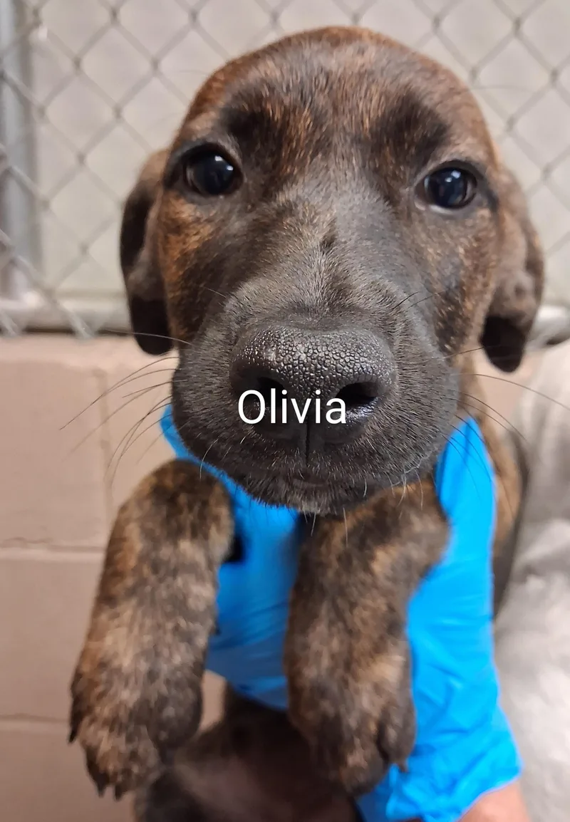 A baby medium-sized female Mountain Cur dog named Olivia for adoption in Maynardville, TN