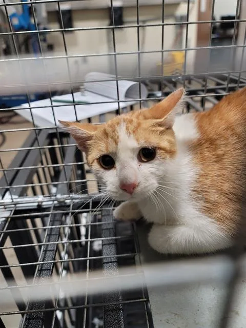 A young small-sized female Domestic Short Hair cat named Wilma for adoption in Olivette, MO