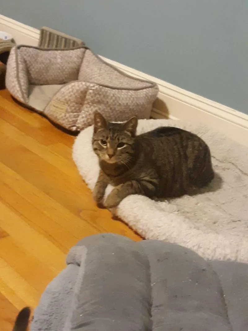An adult medium-sized male Tabby (Brown / Chocolate) Domestic Short Hair cat named Andy for adoption in Wading River, NY