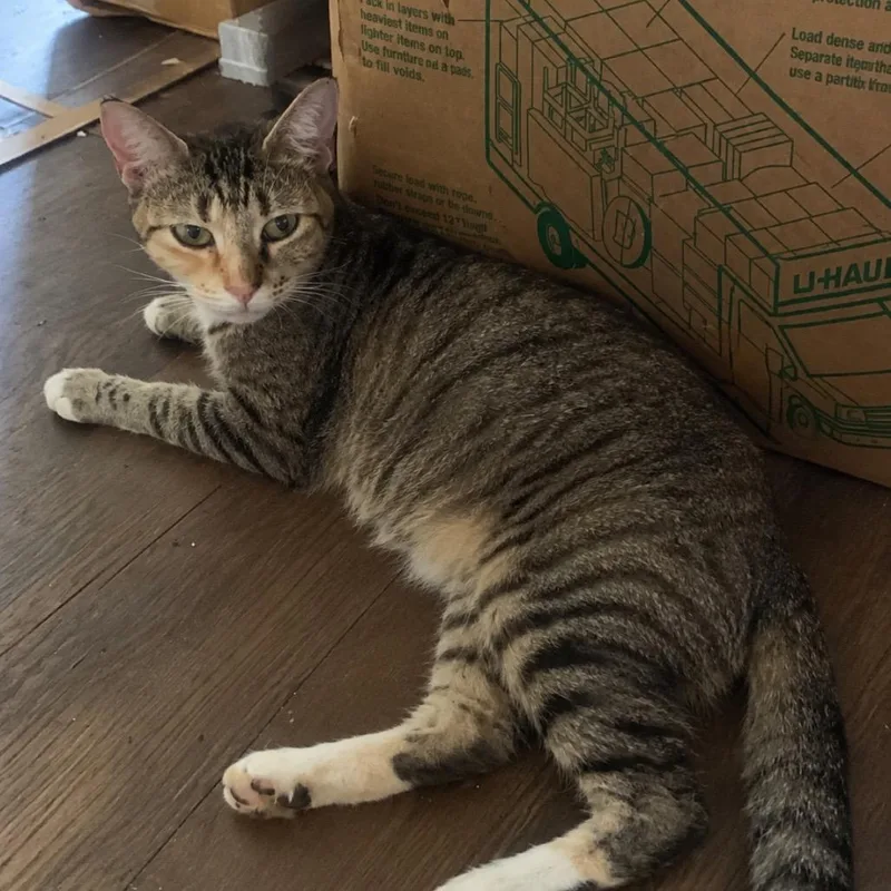 A young small-sized female Torbie Domestic Short Hair cat named Momma Parsley for adoption in Tampa, FL