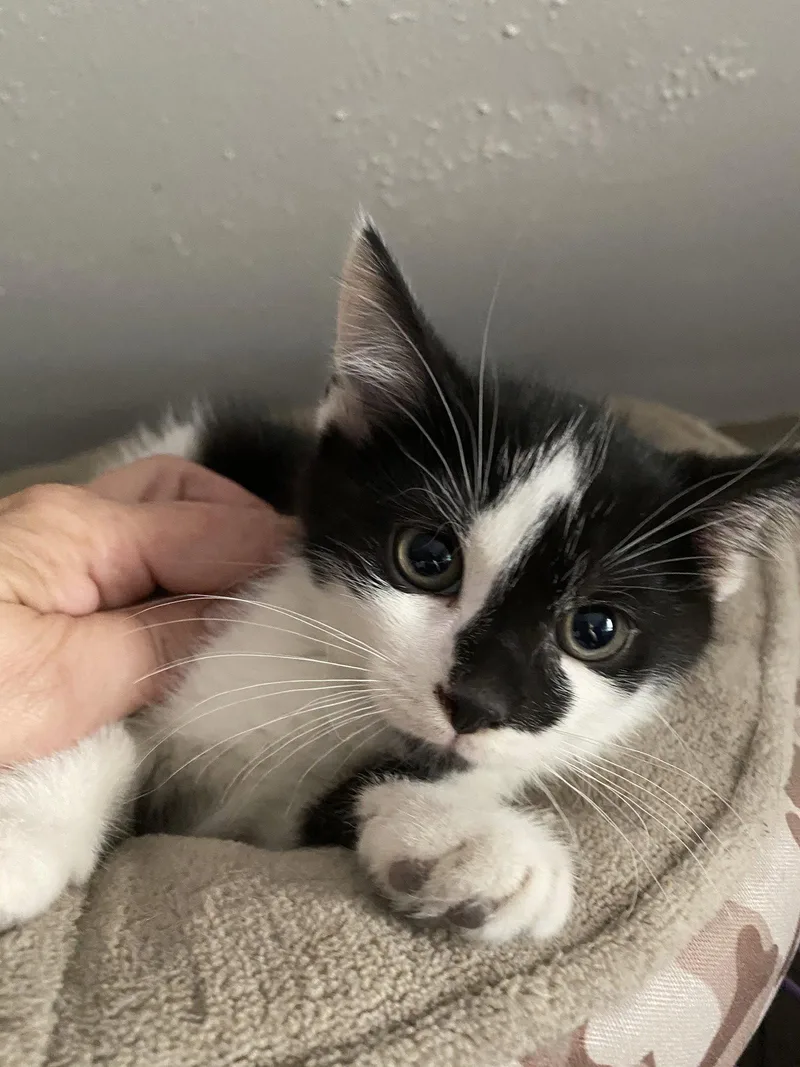 A baby medium-sized male Domestic Short Hair cat named Reid for adoption in Louisville, KY