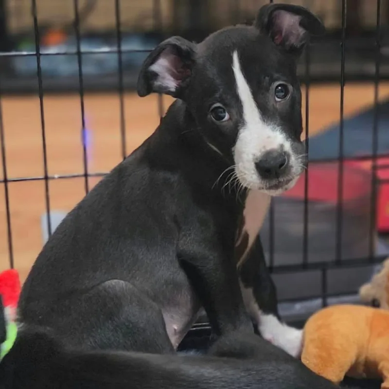 A baby medium-sized male Black Border Collie dog named Avocado for adoption in Olathe, KS
