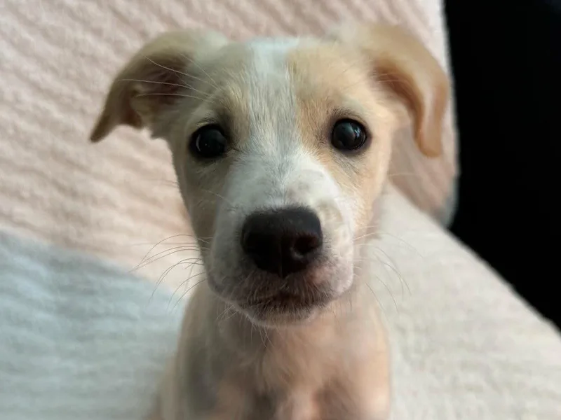 A baby medium-sized female Feist dog named Biscuit for adoption in Cookeville, TN