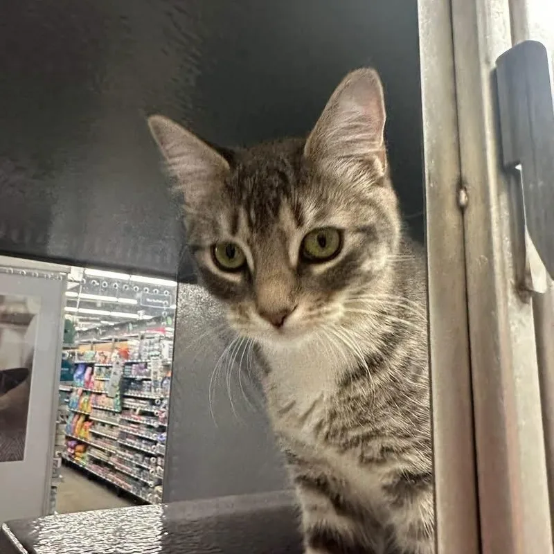 A young small-sized female Domestic Short Hair cat named Rudy & Ruby for adoption in Bourne, MA